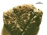 Hapalospongidion macrocarpum1